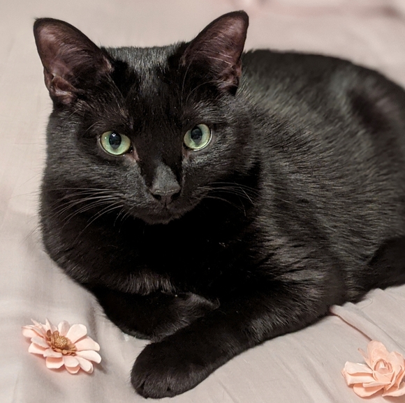 Meet your Posher, Jillian - Picture 3 of 4